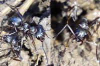 Formica cunicularia