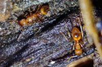 Myrmica scabrinodis