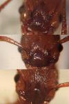 Myrmica scabrinodis