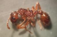 Myrmica ruginodis