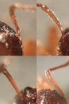 Myrmica ruginodis