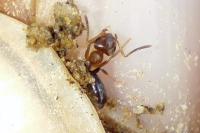 Lasius brunneus