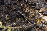 Lasius flavus