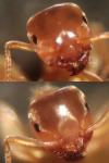 Lasius flavus