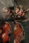 Formica pratensis