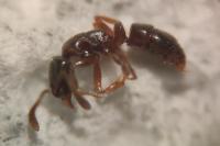 Hypoponera eduardi