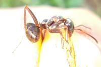 Formica cunicularia