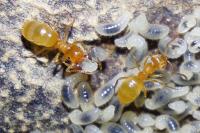 Lasius