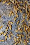 Lasius