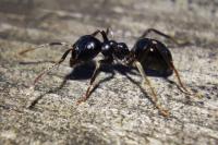 Lasius fuliginosus