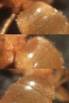 Lasius