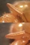 Lasius