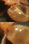 Lasius