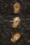 Lasius