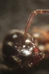 Lasius niger
