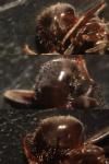 Lasius niger