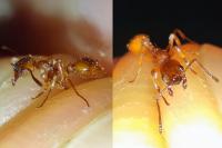 Myrmica ruginodis