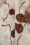 Myrmica ruginodis