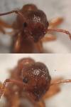 Myrmica ruginodis