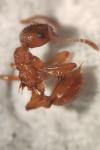 Myrmica ruginodis
