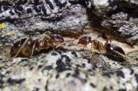 Lasius brunneus