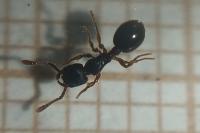 Myrmecina graminicola