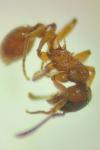 Myrmica ruginodis