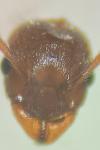 Myrmica ruginodis