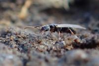 Hypoponera eduardi