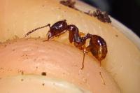 Aphaenogaster subterranea