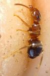 Lasius brunneus