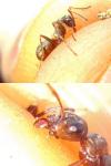 Formica cunicularia