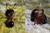 Myrmecina graminicola