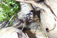 Formica cunicularia
