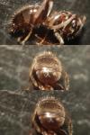 Lasius niger