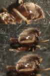 Lasius niger