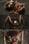 Lasius niger