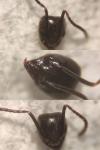 Tapinoma erraticum
