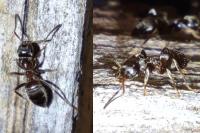 Lasius niger