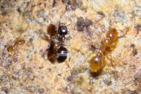 Solenopsis fugax