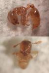 Solenopsis fugax