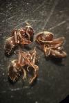 Lasius alienus