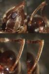 Lasius alienus