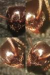 Lasius alienus