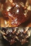 Lasius alienus