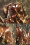 Lasius alienus