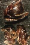 Lasius alienus