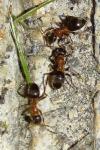 Lasius emarginatus