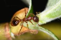 Myrmica rubra