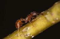 Myrmica rubra